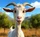 🐐 Марфа, коза-гурман с Карельского перешейка