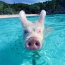 🐷 Хрюша,  специалист по СКК с Волхова