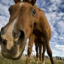 🐴 Буян, рабочий конь с Лужских полей