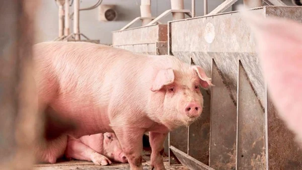 Стратегии питания для поддержки свиней в холодную погоду